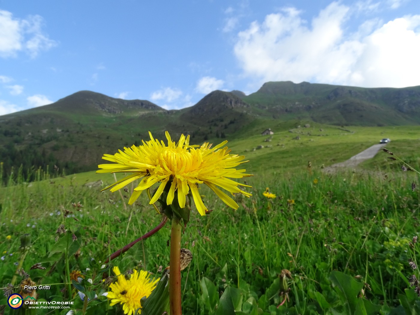 11 Tharassacum officinale (Tarassaco comune) salendo dai Piani al sent. 109.JPG